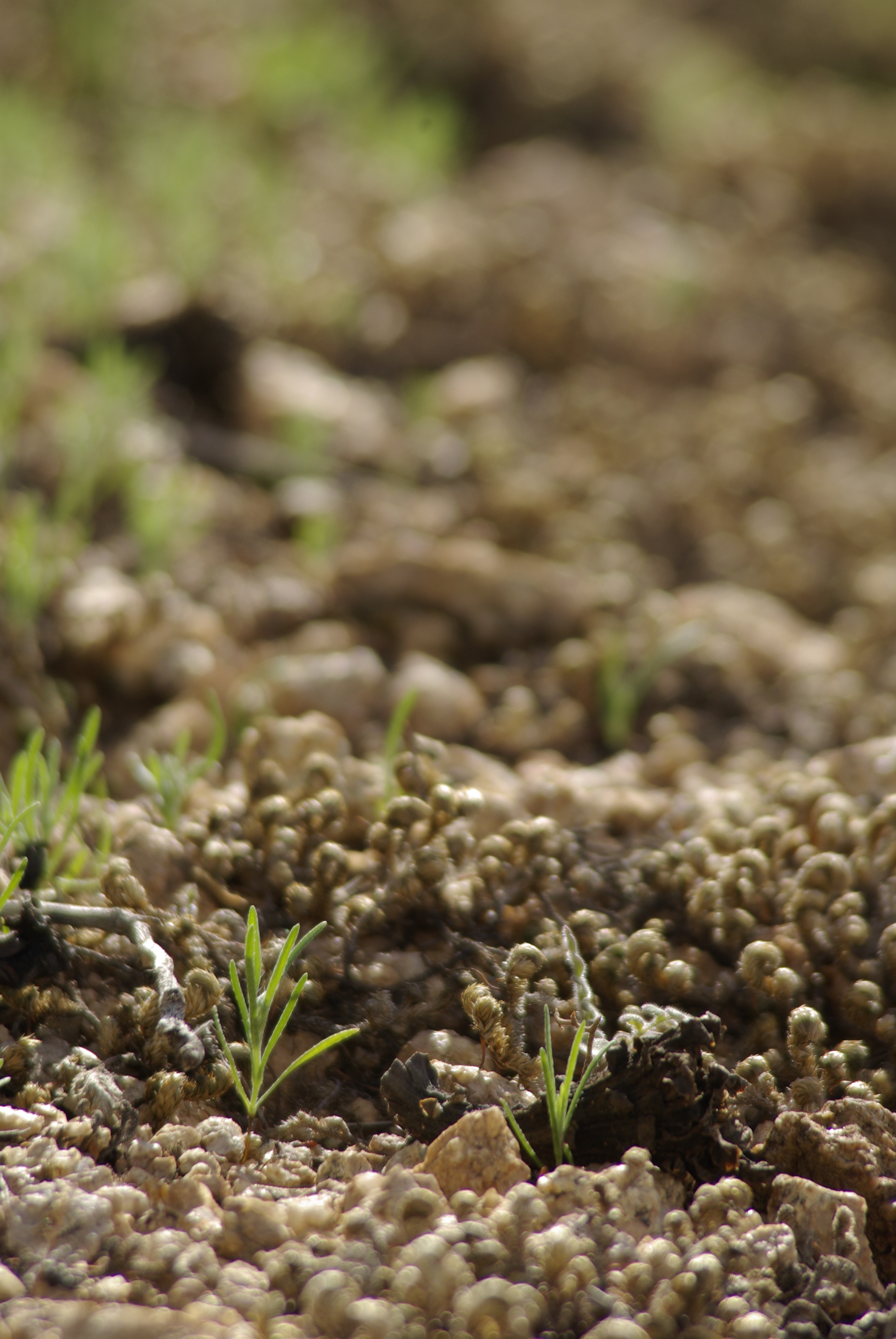 Seedlings