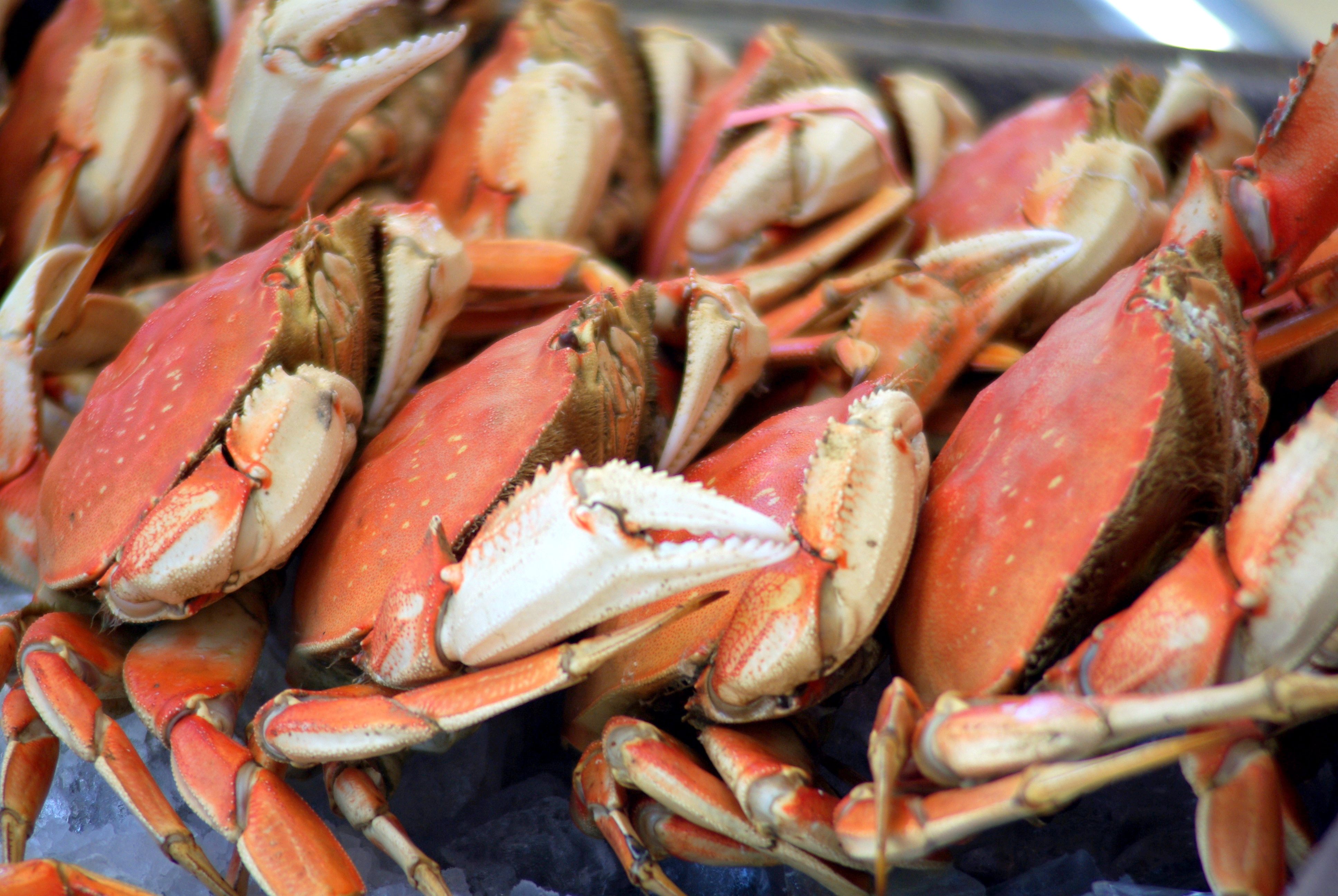 Feeling Crabby About Digital Marketing?